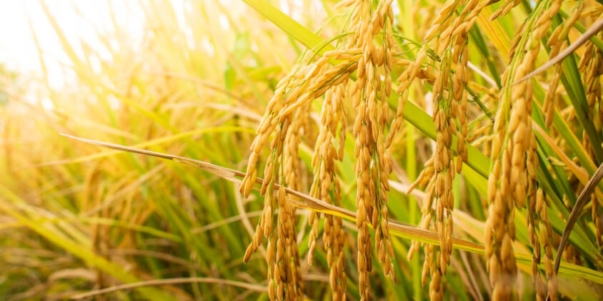 Rice