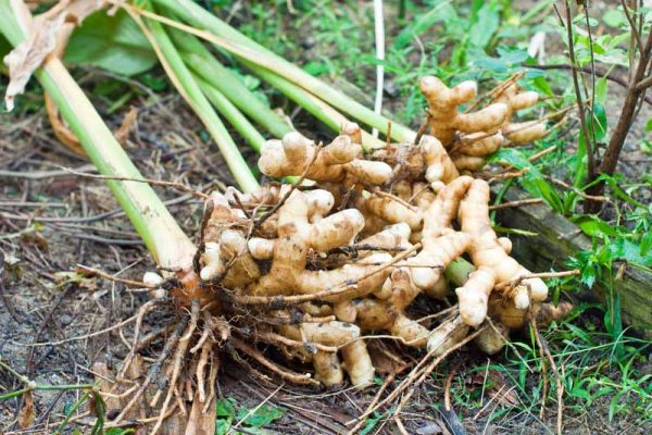 Harvesting-Turmeric